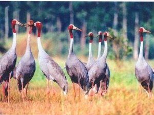 Dông thap : des grues à tête rouge au parc national de tràm chim